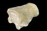 Fossil Mosasaur (Platecarpus) Vertebra - Kansas #136663-2